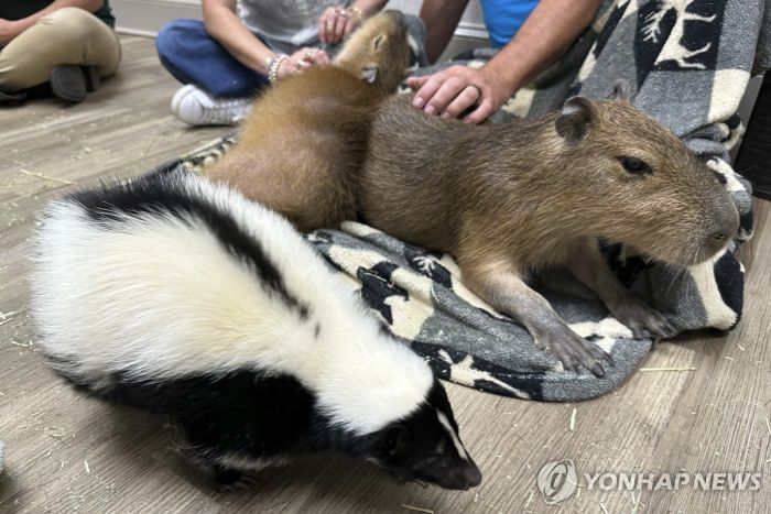 '인기몰이 동물' 카피바라, 아르헨 부촌에선 생존 투쟁 중