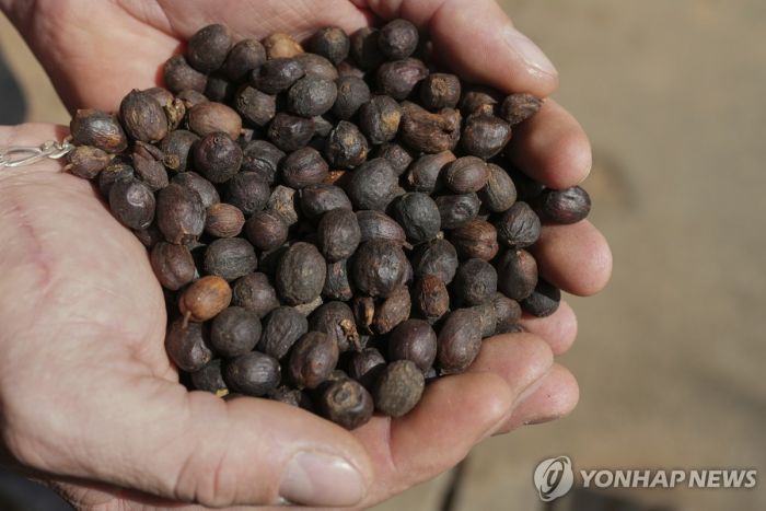 '50% 美관세폭탄' 생산량 1위 브라질 커피 중국시장 노린다(종합)