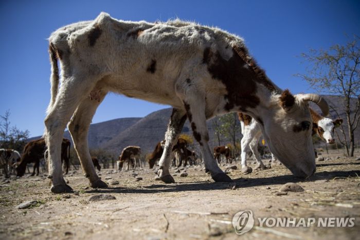 칠레 60년 만의 최악 가뭄…죽어 나간 가축만 3만 마리