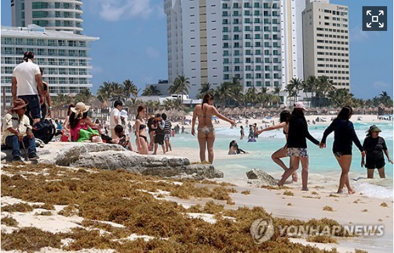 에메랄드빛 해안? 사진과는 다른 캉쿤…카리브해 덮친 해초재앙
