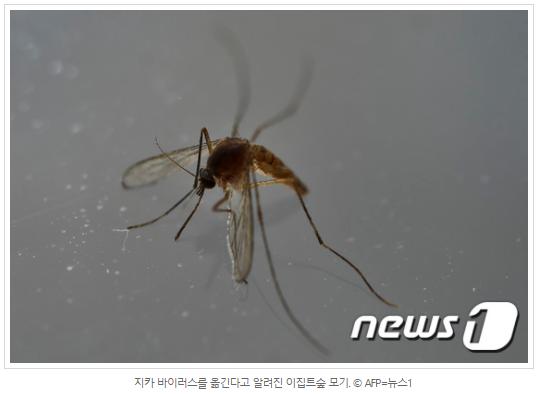 브라질, 지카 바이러스 국가비상사태 종료 선언
