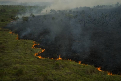 '생태계 보고' 브라질 열대늪지 산불 피해 갈수록 확산