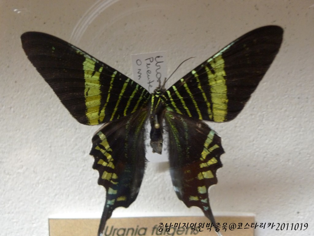 [코스타리카] 나비 박물관