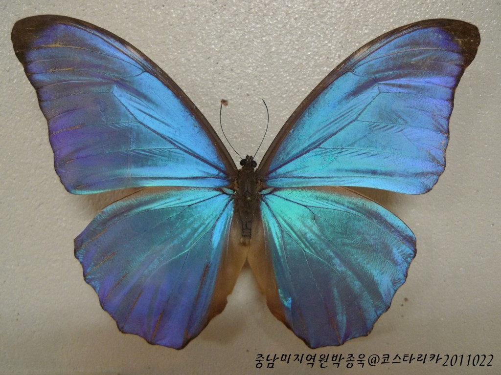 [코스타리카] 나비 박물관